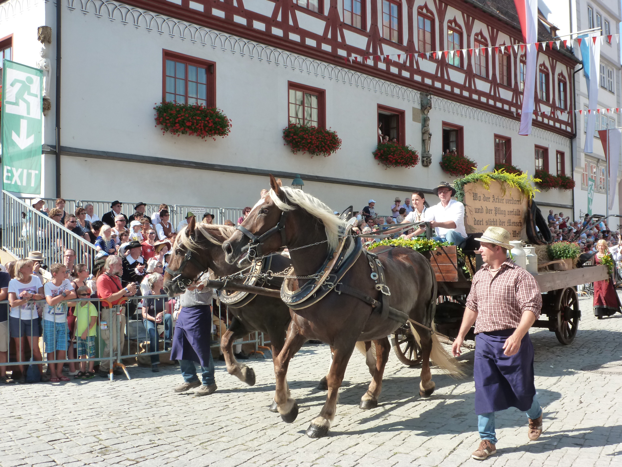 Nicht nur viele Pferdegespanne, sondern auch ein Ochsengespann wird beim Brauchtumsumzug dabei sein
