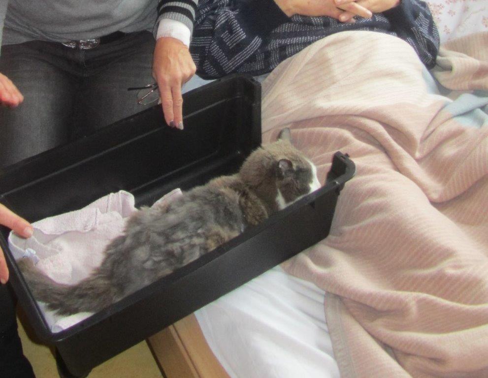 Die Fundkatze mit ihrem Herrchen
