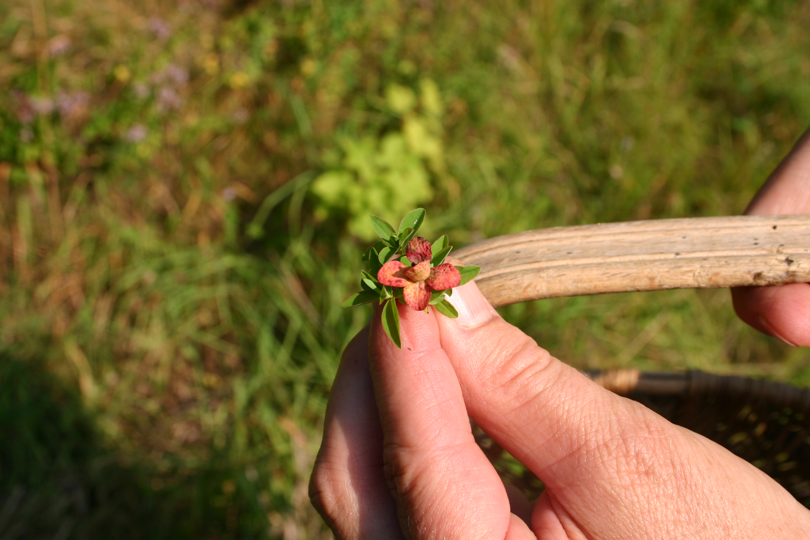 Kräuter in einer Hand