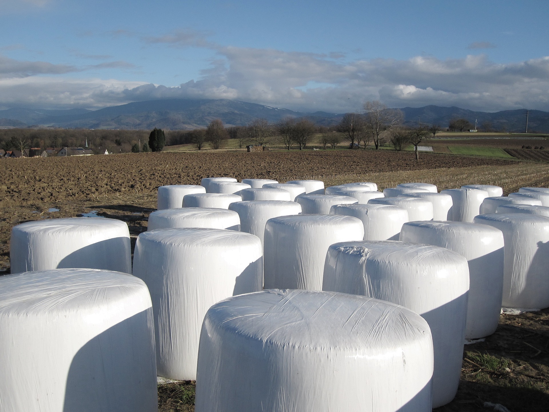 Das Bild zeigt Heuballen auf einem Feld.