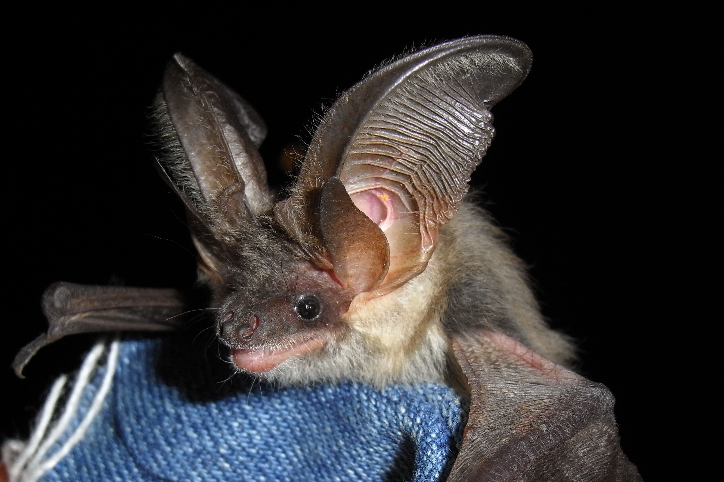 Fledermaus