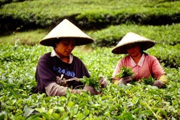Tee! Schwarz-Grün-Weiss! - Teeverkostung