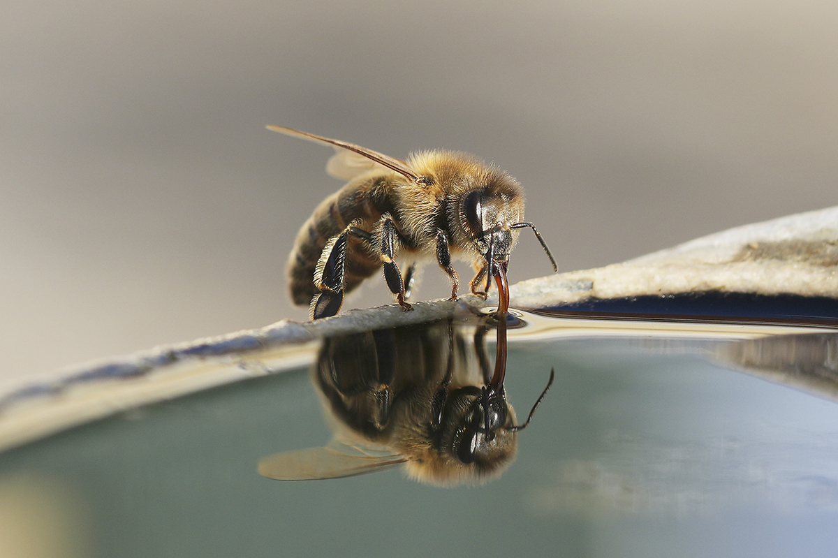 Durstige Biene
