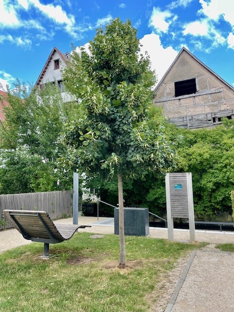Stadtbaum in Nördlingen.