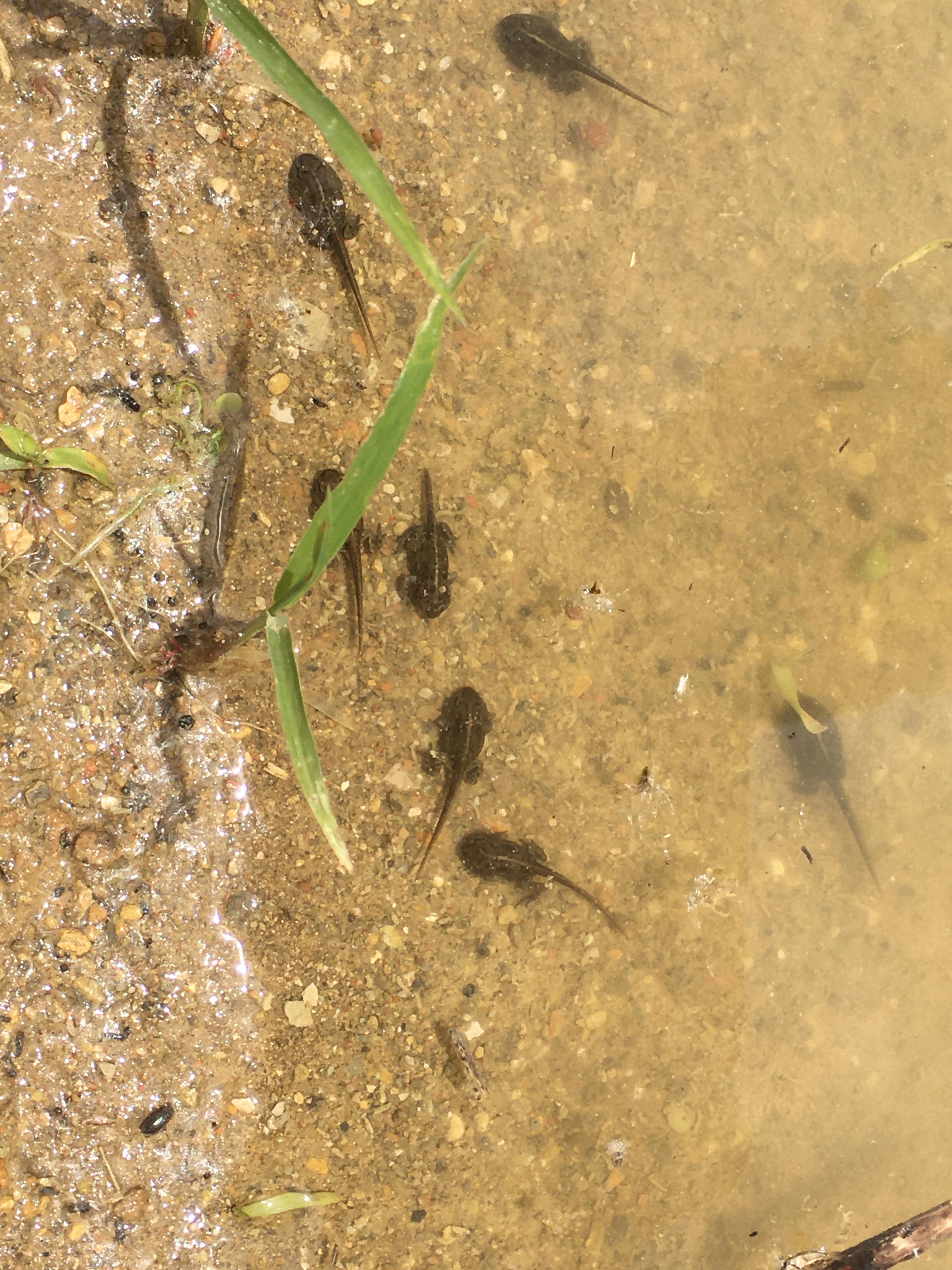 Die Larven der Kreuzkröte mit dem charakteristischen gelben Strich auf der Rückenlinie. Sie benötigen bis zu ihrem Landgang einen Tümpel, der auch bei Trockenheit noch Wasser führt.