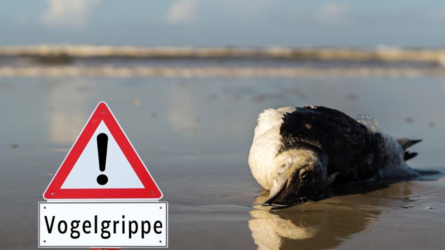 Vogelgrippe | Donau-Ries-Aktuell Vogelgrippe | Donau-Ries-Aktuell