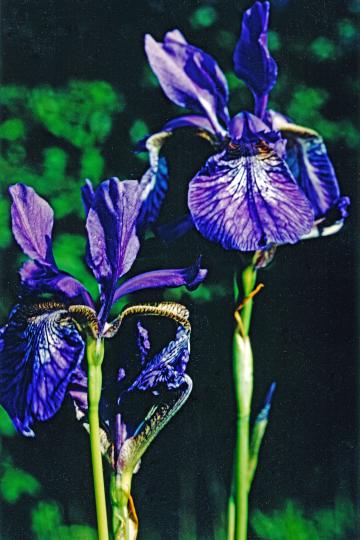 Die Blaue Schwertlilie wächst in der Höll. 