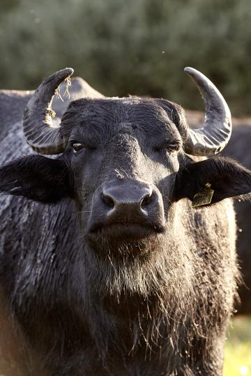 Das Bild zeigt Wasserbüffel.