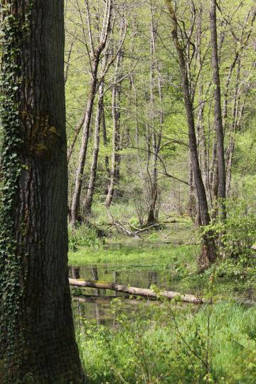 Wemdinger Doosweiher.