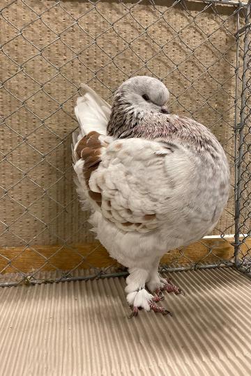 Eine der drei Modena Tauben Weltchampions.