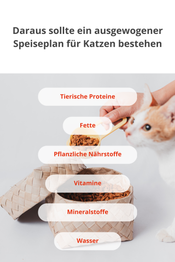 Die optimale Katzennahrung.