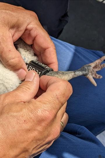 Beringung eines Jungstorches.