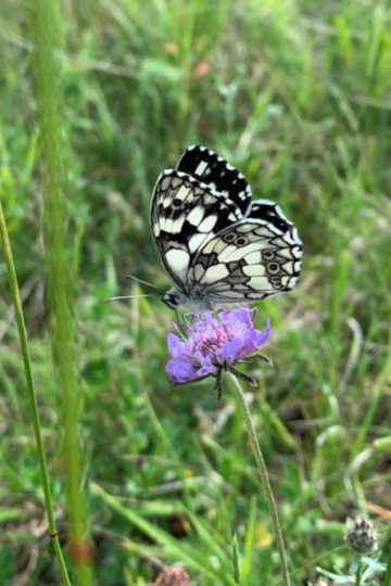 Schachbrett (Melanargia galathea).