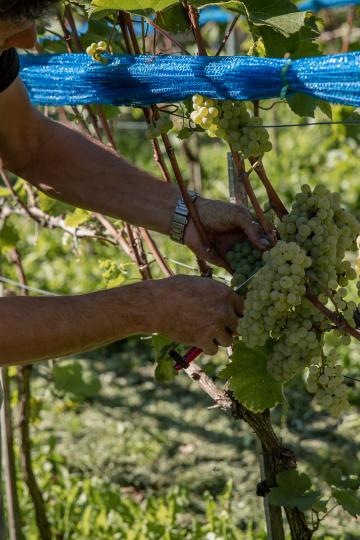 Die Weinlese im Herbst 2022.