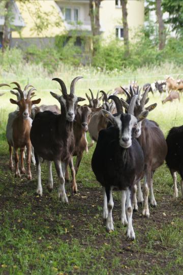 Auf dem Bild sind Ziegen zu sehen.