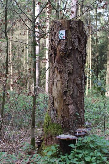 Ob Wanderer, Schwammerlsucher oder Brennholzler, der Wald bietet für jeden etwas.