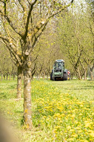 Bäume Rieser Nuss Technik