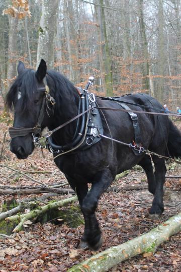 Reinhard Hundsdorfer und "Chuck" sind beim Holzrücken ein eingespieltes Team.