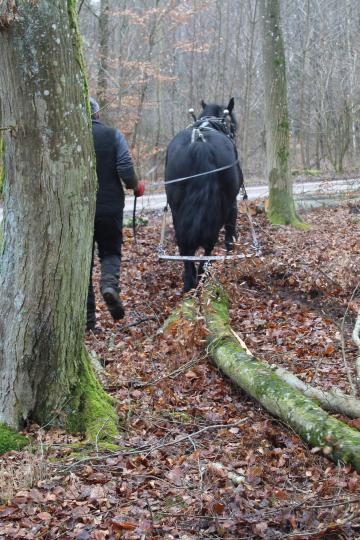Im Gegensatz zu Maschinen können sich Pferde beim Holzrücken zwischen den Bäumen bewegen, ohne diese zu beschädigen.