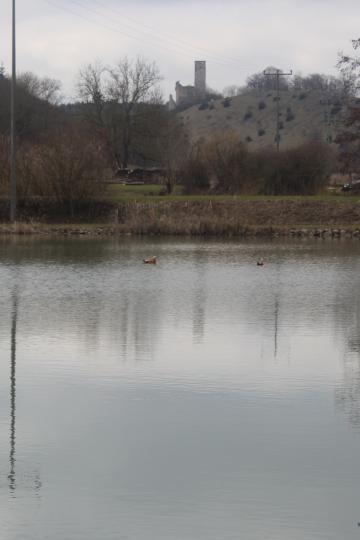 Der Weiher an der Reismühle liegt zu Füßen der Ruine Niederhaus.