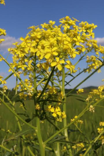 Die Pflanze bildet leuchtend gelbe Blüten - ähnlich wie Raps.
