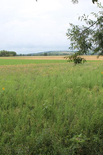 Neben dem Feld bietet sich verschiedensten Tierarten ein wichtiger Platz mit Nahrung und Schutz.