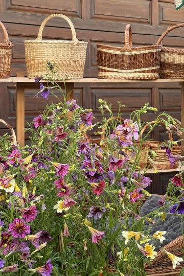 Fuchsienmarkt Wemding
