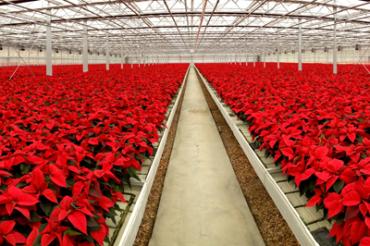 weihnachtssterne-panorama_klein