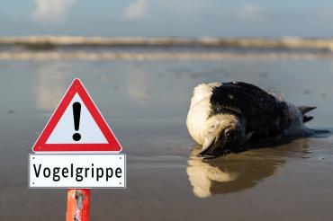 Vogelgrippe greift um sich