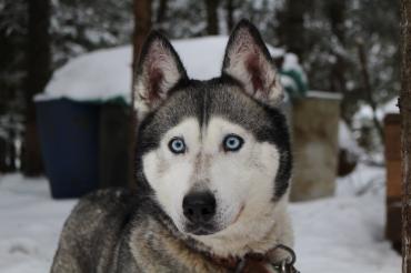 Husky