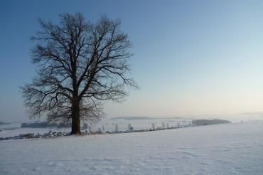 Friedenseiche Winter kopie