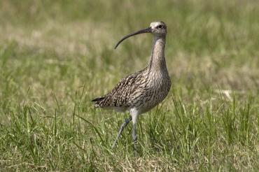 Großer Brachvogel_Partsch