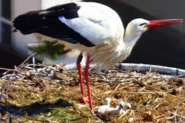 Stadt Oettingen - Storchennachwuchs 2017 (PrinzNest1)@Heidi Källner
