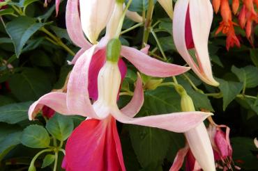 Fuchsien (10)