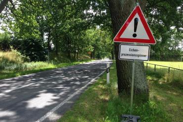 oak-procession-spinner-405240_960_720