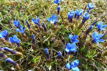 Frühlingsenzian_Ernst Hopf