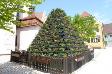 Fuchsienpyramide 2017 - 18.05.17 (4)