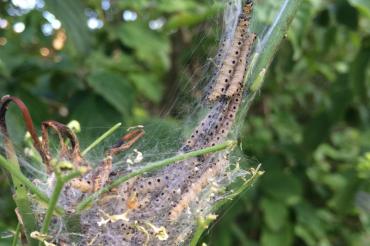 Gespinnstmotte Foto 1