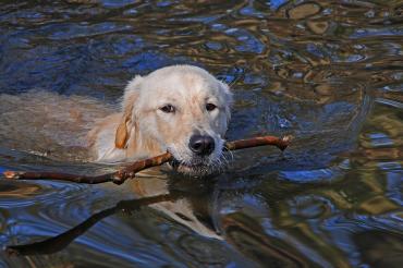Hund im Wasser
