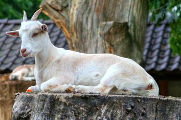 goat-208440_960_720
