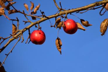 apple-1882599_960_720