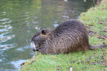 beaver-2860796_960_720