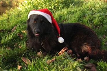 Hund mit Weihnachtsmütze