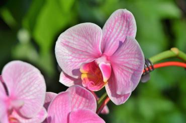 Nahaufnahme Orchideen