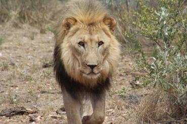 Naankus-Loge Namibia 2018 @MS 135