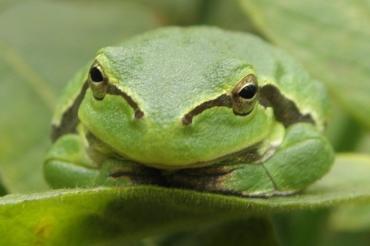 frosch (2)