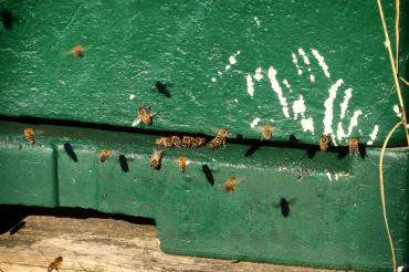 Das Bild zeigt Bienen.