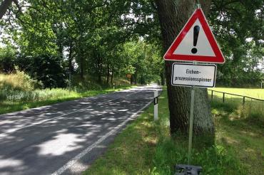 oak-procession-spinner-405240_640