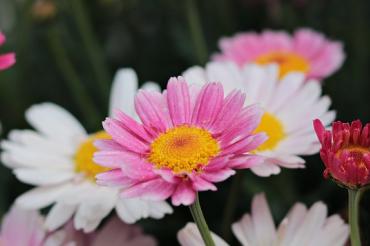 nature-3357981_960_720