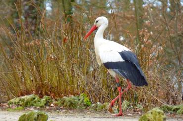 Stadt Oettingen_Storch im Oettinger Hofgarten@Heidi Källner